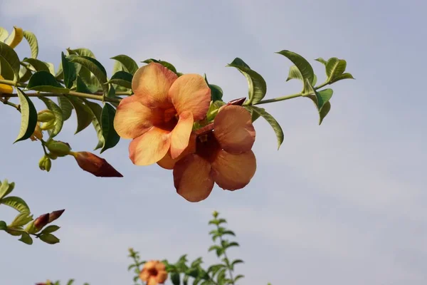 Brzoskwinia Allamanda Kwiaty Przed Błękitnym Niebem — Zdjęcie stockowe