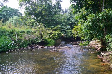 Janda Baik nehri manzarası, Bentong bölgesi, Pahang, Malezya