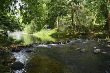 Janda Baik nehri manzarası, Bentong bölgesi, Pahang, Malezya