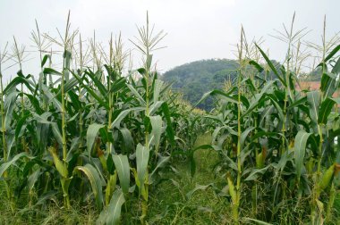 Yeşil mısır tarlası manzarası