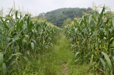 Yeşil mısır tarlası manzarası