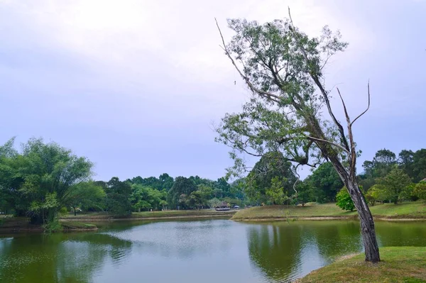 Vue Panoramique Sur Nature Taiping Lake Garden Perak Malaisie — Photo