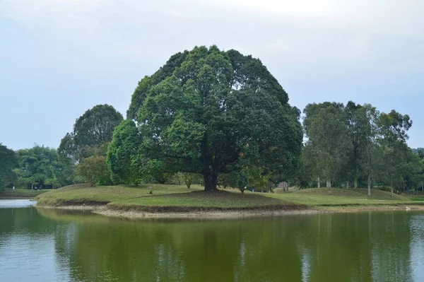 Vue Panoramique Sur Nature Taiping Lake Garden Perak Malaisie — Photo