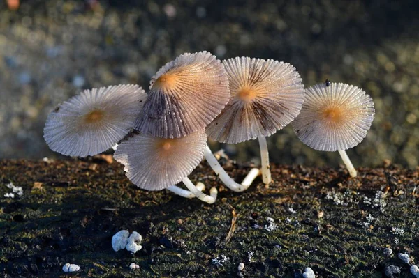 Perto Cogumelos Brancos Marrons — Fotografia de Stock