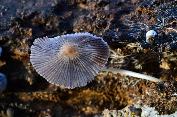 Beyaz Kahverengi Mantarları Kapatın — Stok fotoğraf