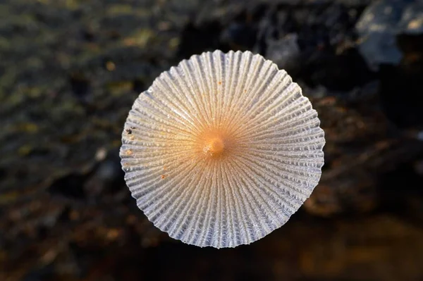 Primo Piano Funghi Bianchi Marroni — Foto Stock