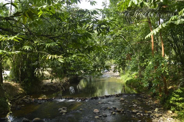 Janda Baik Nehri Manzarası Bentong Bölgesi Pahang Malezya — Stok fotoğraf