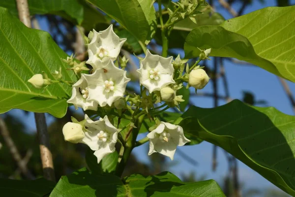Vallaris Glabra Nebo Chléb Flower — Stock fotografie