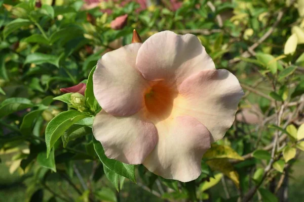 Närbild Persika Allamanda Blommor — Stockfoto