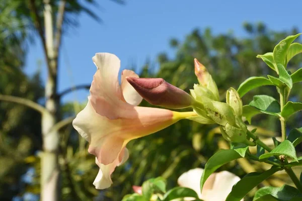 Close Peach Allamanda Flowers — стоковое фото