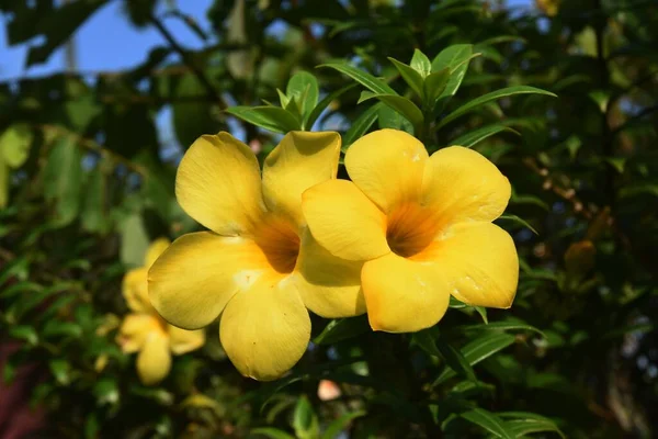 Цветы Алламанды Саду — стоковое фото