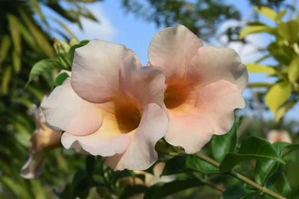 Nahaufnahme Von Pfirsich Alamanda Blüten — Stockfoto