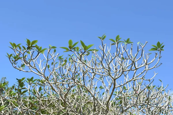 Plumeria Zweige Über Blauem Himmel — Stockfoto