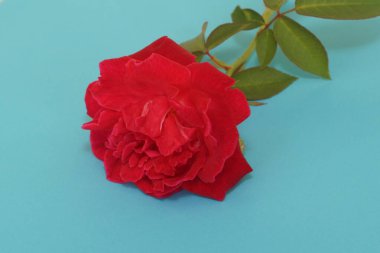 Kırmızı gül çiçeğine yaklaş.