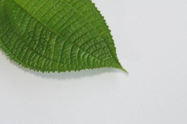 Beyaz arkaplanda yeşil yaprağı kapat