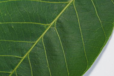 Beyaz arkaplanda yeşil yaprağı kapat