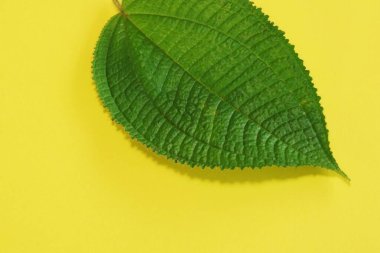 Sarı arkaplanda yeşil yaprak
