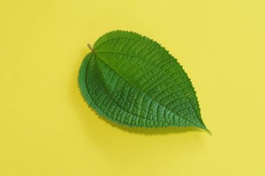 Sarı arkaplanda yeşil yaprak