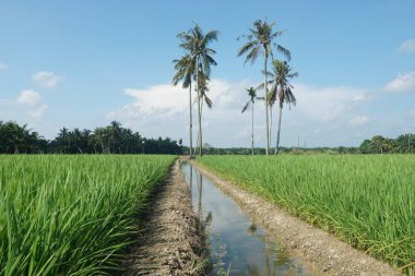 Hindistan cevizi palmiyeleri çeltik tarlasında, Sungai Mati, Muar, Johor, Malezya