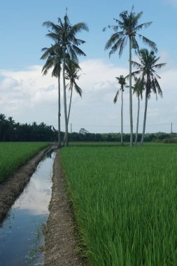 Hindistan cevizi palmiyeleri çeltik tarlasında, Sungai Mati, Muar, Johor, Malezya