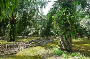 Güneş ışığı altındaki palmiye ağaçlarının seçici görüntüsü