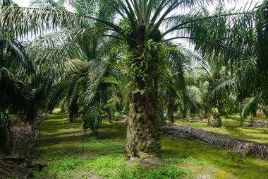 Güneş ışığı altındaki palmiye ağaçlarının seçici görüntüsü