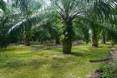 Güneş ışığı altındaki palmiye ağaçlarının seçici görüntüsü