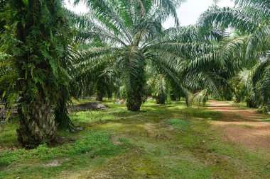 Güneş ışığı altındaki palmiye ağaçlarının seçici görüntüsü