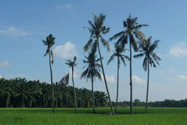 Palme Cocco Paddy Field Situato Sungai Mati Muar Johor Malesia — Foto Stock