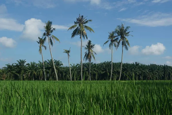 Kokospalmer Vid Paddy Field Beläget Vid Sungai Mati Muar Johor — Stockfoto