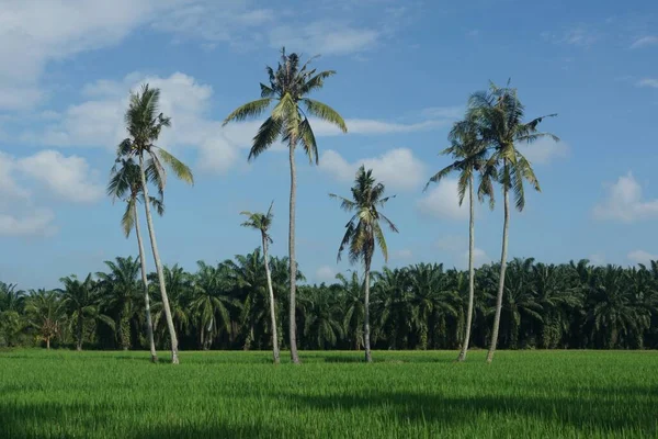 位于马来西亚柔佛Muar Sungai Mati稻田的椰子树 — 图库照片