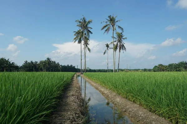 Кокосовые Пальмы Рисовом Поле Расположенном Адресу Sungai Mati Muar Johor — стоковое фото