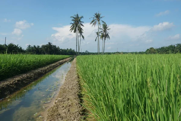 位于马来西亚柔佛Muar Sungai Mati稻田的椰子树 — 图库照片