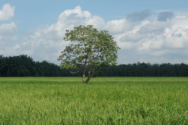 Landscape View Green Spike Field — Stock Photo, Image