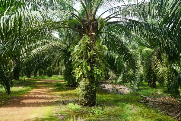 selective view of palm oil trees under sunlight