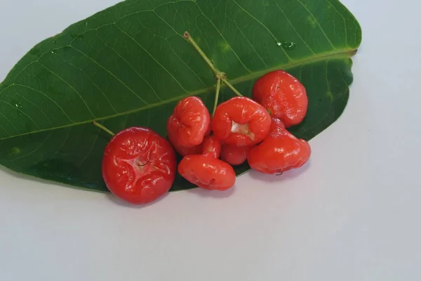 Rote Rose Apfelfrüchte Isoliert Auf Weißem Hintergrund — Stockfoto