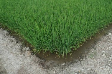 Çeltik fabrikalarını kapatın.