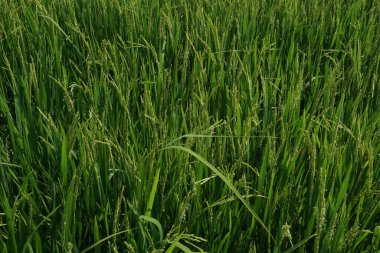 Çeltik fabrikalarını kapatın.