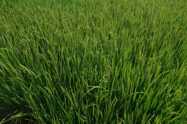 稻谷植物的密闭 — 图库照片