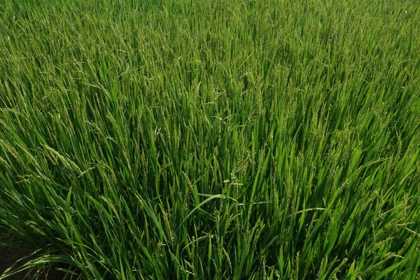 Close Plantas Paddy — Fotografia de Stock