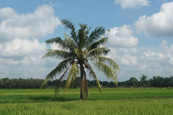 Kokospalmer Vid Paddy Field Beläget Vid Sungai Mati Muar Johor — Stockfoto