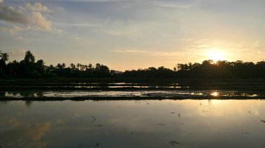 Baling, Kedah, Malezya 'daki çeltik tarlası manzarası