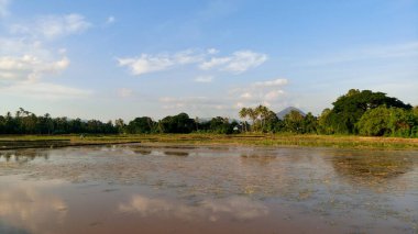 Baling, Kedah, Malezya 'daki çeltik tarlası manzarası