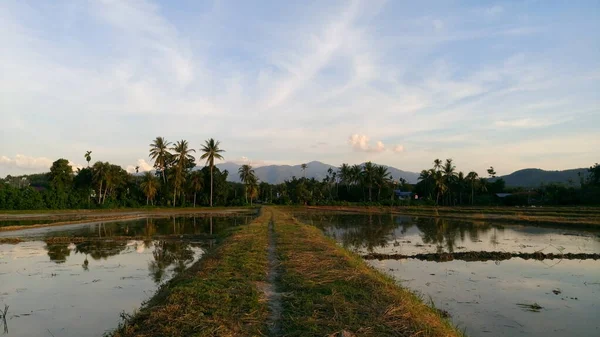 Une Vue Sur Rizière Baling Kedah Malaisie — Photo