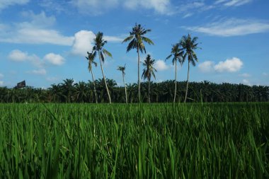 Hindistan cevizi palmiyeleri çeltik tarlasında, Sungai Mati, Muar, Johor, Malezya. 