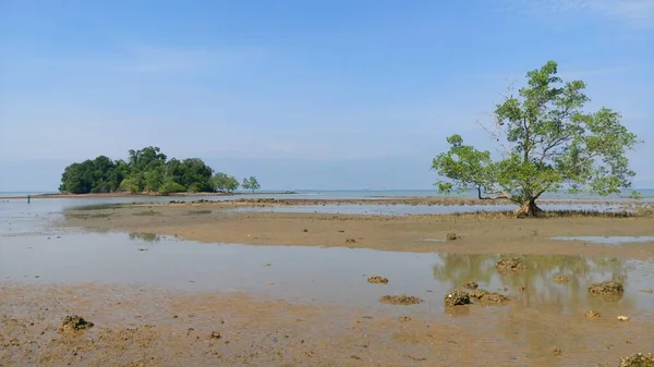 Fák Strandon Található Melaka Malajzia — Stock Fotó