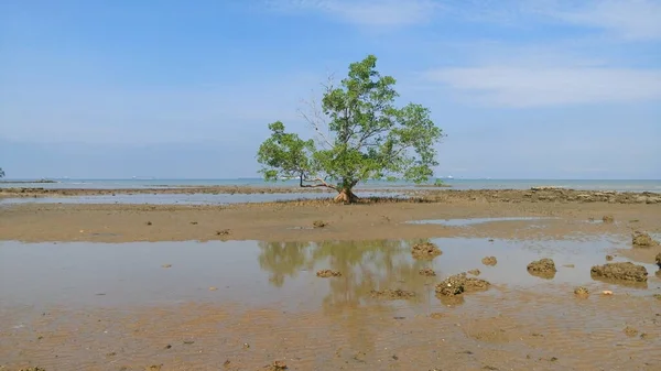 Arbres Plage Situé Melaka Malaisie — Photo