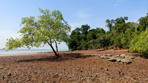 Stromy Pláži Nachází Melaka Malajsie — Stock fotografie