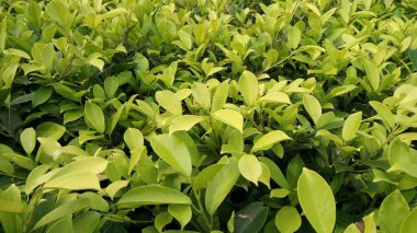 Yeşil yapraklı bir kaplama.