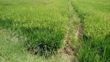 Yeşil çeltik bitkilerinin manzarası